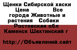 Щенки Сибирской хаски › Цена ­ 18 000 - Все города Животные и растения » Собаки   . Ростовская обл.,Каменск-Шахтинский г.